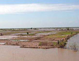 Appearing Paddy field by getting low of water level