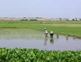 Paddy field